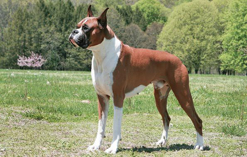 Boxer Köpeği boxer köpeği