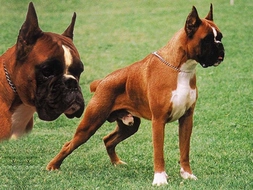 Boxer Köpeği Bakımı