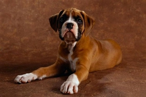 Boxer Köpeği Özellikleri