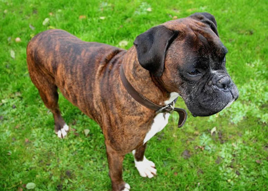 Boxer Köpeği Egzersizi